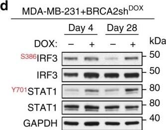 Western Blot: GAPDH Antibody (6C5cc) [NB600-502] - Upregulation of innate immune response genes in BRCA2-deficient human cells. a Venn diagram of common genes upregulated in H1299 & MDA-MB-231 human cells, upon chronic (28 days) DOX-induced BRCA2 depletion. b Gene set enrichment analysis (Gene Ontology—Biological Process database) of the 28 genes upregulated upon chronic BRCA2 inactivation in both H1299 & MDA-MB-231 cells. c, d Whole-cell extracts prepared after 4 & 28 days of DOX treatment were immunoblotted as indicated. GAPDH was used as a loading control. Phosphorylation site are indicated in red Image collected & cropped by CiteAb from the following publication (//pubmed.ncbi.nlm.nih.gov/31316060), licensed under a CC-BY license. Not internally tested by Novus Biologicals.