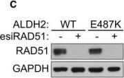 Western Blot: GAPDH Antibody (6C5cc) [NB600-502] - Decreased proliferation rates in ALDH2‐deficient human fibroblasts upon HR abrogationA–CHuman fibroblasts carrying either WT ALDH2 or the E487K homozygous ALDH2 mutation were transfected with control (SCR) or siRNAs against BRCA1 (A), BRCA2 (B), or RAD51 (C). Cells were processed for proliferation assays 48 h after transfection. siRNAs were retransfected at an interval of 4 days. Graphs are representative of three independent experiments, each performed with three technical replicas. Error bars represent SD of three technical replica values obtained from a single experiment. Cell extracts were prepared 48 h after transfection & immunoblotted as shown. SMC1 or GAPDH were used as loading controls. Image collected & cropped by CiteAb from the following publication (//pubmed.ncbi.nlm.nih.gov/28729482), licensed under a CC-BY license. Not internally tested by Novus Biologicals.