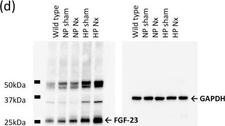 Western Blot: GAPDH Antibody (6C5cc) [NB600-502] - FGF23 expression in hemi-nephrectomized rats fed a high-P diet.(a) Serum FGF23 concentration. (b) FGF23 mRNA expression in the bone. NP sham group was used as a normalization control. (c) FGF23 mRNA expression in the kidney. NP sham group was used as a normalization control. (d) Western blot of FGF23 in the kidney. GAPDH was used as an internal control. Each value shown represents the mean ± SEM; *P<0.05, **P<0.01; NP sham group (n = 8), NP Nx group (n = 7), HP sham group (n = 7) & HP Nx group (n = 9). Image collected & cropped by CiteAb from the following publication (//pubmed.ncbi.nlm.nih.gov/29518087), licensed under a CC-BY license. Not internally tested by Novus Biologicals.
