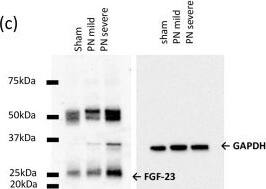 Western Blot: GAPDH Antibody (6C5cc) [NB600-502] - FGF23 expression in the partial nephrectomy rat model.(a) Serum FGF23 concentration. (b) FGF23 mRNA expression in the kidney. Sham group was used as a normalization control. (c) Western blot of FGF23 in the kidney. (d) Histology in the kidney. HE: hematoxylin-eosin staining. MT: Masson’s trichrome staining to evaluate fibrosis. VK: Von Kossa staining to evaluate calcification. *P<0.05, **P<0.01, ***P<0.001; sham group (n = 6), partial nephrectomy mild group (PN mild) (n = 6), partial nephrectomy severe group (PN severe) (n = 6). Image collected & cropped by CiteAb from the following publication (//pubmed.ncbi.nlm.nih.gov/29518087), licensed under a CC-BY license. Not internally tested by Novus Biologicals.