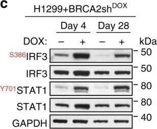 Western Blot: GAPDH Antibody (6C5cc) [NB600-502] - Upregulation of innate immune response genes in BRCA2-deficient human cells. a Venn diagram of common genes upregulated in H1299 & MDA-MB-231 human cells, upon chronic (28 days) DOX-induced BRCA2 depletion. b Gene set enrichment analysis (Gene Ontology—Biological Process database) of the 28 genes upregulated upon chronic BRCA2 inactivation in both H1299 & MDA-MB-231 cells. c, d Whole-cell extracts prepared after 4 & 28 days of DOX treatment were immunoblotted as indicated. GAPDH was used as a loading control. Phosphorylation site are indicated in red Image collected & cropped by CiteAb from the following publication (//pubmed.ncbi.nlm.nih.gov/31316060), licensed under a CC-BY license. Not internally tested by Novus Biologicals.