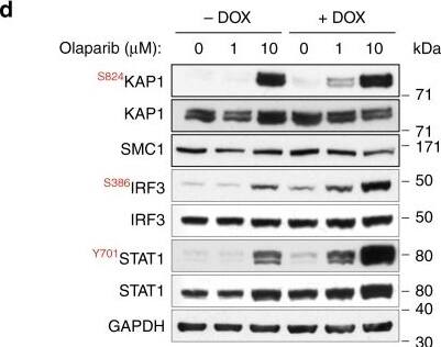 Western Blot: GAPDH Antibody (6C5cc) [NB600-502] - ISG induction in HR-deficient human cells & tumors & olaparib impact on this process. a Upregulation of innate immune response genes in BRCA2-deleted ovarian tumors (n = 4) versus tumors with median BRCA2 mRNA expression (n = 145). b Upregulation of innate immune response genes in RAD51-deleted ovarian tumors (n = 11) versus tumors with median RAD51 mRNA expression (n = 145). Dots in graphs represent individual tumors. Middle line (white), median; box limits 25 & 75 percentiles; whiskers, minimum & maximum values. c H1299 cells expressing a DOX-inducible BRCA2 shRNA were grown in the presence or absence of DOX for 4 days. Then, olaparib (1 or 10 µM) was added for 72 h, followed by quantitative RT-PCR analyses. Primers specific for the indicated genes were used. mRNA levels were expressed relative to the gene encoding  beta -actin & to untreated (−DOX) control cells (2− delta  delta CT). Error bars represent SD of n = 3 independent experiments. *, p < 0.05 (unpaired two-tailed t test). d Whole-cell extracts from cells treated as in (c) were immunoblotted as shown. GAPDH & SMC1 were used as loading controls. Phosphorylation sites are indicated in red. e Cells treated as in (c) were pulse-labeled with EdU for 30 min. Frequency of cells in G1, S, & G2/M stages of the cell cycle were determined using FACS analyses of EdU incorporation & propidium iodide staining. Error bars represent SD of n = 3 independent experiments Image collected & cropped by CiteAb from the following publication (//pubmed.ncbi.nlm.nih.gov/31316060), licensed under a CC-BY license. Not internally tested by Novus Biologicals.