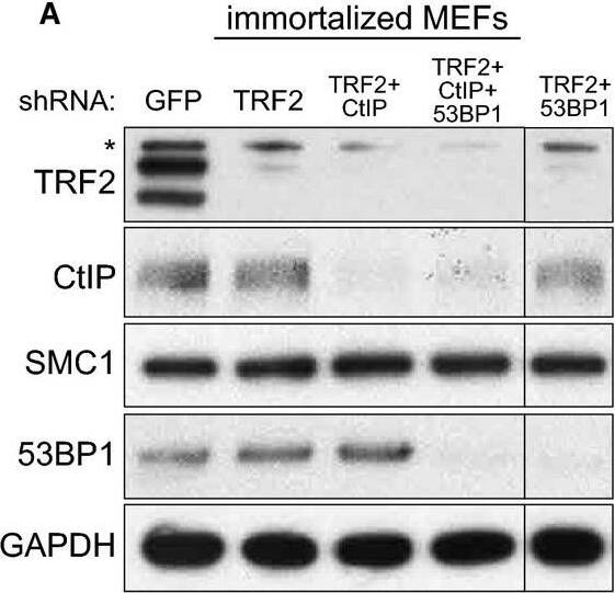 Western Blot: GAPDH Antibody (6C5cc) [NB600-502] - CtIP is not required for degradation of the single-stranded telomeric overhang generated by TRF2 inactivationImmortalized MEFs were infected with retroviruses expressing the indicated shRNAs, followed by selection with puromycin for 72 h. Cell extracts were prepared 48 h later & analysed by Western blotting as indicated. SMC1 & GAPDH were used as loading controls. *non-specific band.MboI- & AluI-digested DNA from cells treated as in (A) was resolved by pulsed-field gel electrophoresis & probed with end-labelled (AACCCT)4 probe. Representative pulsed-field gel samples run under native & denatured conditions are shown.Quantification of the 3′ overhang in cells treated as in (B). For each sample, the ss/total DNA ratios were expressed relative to the GFP shRNA-treated control. Error bars represent SD of two independent experiments. Image collected & cropped by CiteAb from the following publication (//pubmed.ncbi.nlm.nih.gov/25582120), licensed under a CC-BY license. Not internally tested by Novus Biologicals.
