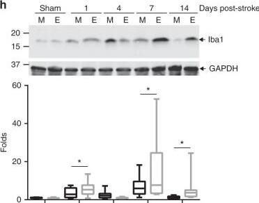 Western Blot: GAPDH Antibody (6C5cc) [DyLight 680] [NB600-502FR] - Prolonged post-ischemic stroke inflammation in EcoHIV-infected brains. Mice were infected with EcoHIV & subjected to stroke as in Fig. 1. mRNA expression of cytokines IL1 beta  (a) & TNF alpha  (b) chemokines CXCL1 (c) & CCL2 (d), & cellular activation markers GFAP (e) & Iba1 (f) were assessed by real-time qPCR 7 days post stroke. Sham, n = 6; Stroke, n = 12 mice per group, 3 independent experiments. Time course of GFAP (g) & Iba1 (h) protein expression levels as quantified by western blotting in sham & ischemic stroke animals at days 1, 4, 7, & 14 post-stroke in mock (M) & EcoHIV-infected (E) mice. Representative blots are shown, & quantified results are illustrated on the bar graphs. n = 5–12 mice per group, 3 independent experiments. Whiskers-box plots represent centerline median, with interquartile range & min-max whiskers. Source data are provided as a Source Data file. *p < 0.05; one-way ANOVA, followed by Tukey multiple comparison test (a–f) & unpaired t test (g, h) Image collected & cropped by CiteAb from the following publication (//pubmed.ncbi.nlm.nih.gov/31043599), licensed under a CC-BY license. Not internally tested by Novus Biologicals.