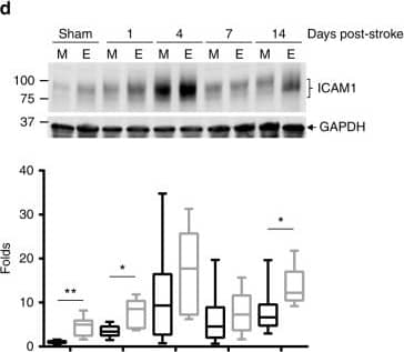 Western Blot: GAPDH Antibody (6C5cc) [DyLight 680] [NB600-502FR] - EcoHIV diminishes post-ischemic stroke NVU recovery. Mice were infected with EcoHIV & subjected to stroke as in Fig. 1. Brain sections were stained for laminin (a), ICAM-1 (b) & P-selectin (c) 24 h post stroke, & quantified for mean fluorescence index (MFI); n = 6 mice per group, 10 microvessels per mice, 2 independent experiments. d Time course of ICAM1 expression levels as quantified by western blotting in sham & ischemic stroke animals at days 1, 4, 7, & 14 post-stroke both in mock (M) & EcoHIV-infected (E) mice. Representative blots are shown, & quantified results from 5–12 samples per group are illustrated on the bar graphs. e Representative image (left) & quantified results (right) of infiltration of the infarct area by Lys6g immunoreactive cells (neutrophils) at 24 h post-ischemic stroke. The sections were also stained for MAP2 (neurons) & Hoechst (nuclei). Absence of MAP2 staining indicates infarct area. Data quantified from 6 mice per group, 2 independent experiments, 4 fields of view per mice at ×20 magnification; Z stack images. Whiskers-box plots represent centerline median, with interquartile range & min-max whiskers. Source data are provided as a Source Data file. **p < 0.01; ***p < 0.001; unpaired t test. a–c Scale bars: 40 µm; e scale bar: 320 µm Image collected & cropped by CiteAb from the following publication (//pubmed.ncbi.nlm.nih.gov/31043599), licensed under a CC-BY license. Not internally tested by Novus Biologicals.