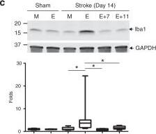 Western Blot: GAPDH Antibody (6C5cc) [DyLight 680] [NB600-502FR] - Effective targeting of EcoHIV diminishes post-ischemic stroke inflammation. Mice were infected, treated with ART-7 & ART-11, & subjected to ischemic stroke as in Fig. 6b, c. mRNA levels of cellular activation markers Iba1 (a) & GFAP (b) 7 days post stroke. Protein expression levels of Iba1 (c), GFAP (d), & ICAM1 (e) were quantified by immunoblotting in sham & ischemic stroke animals at day 14 post-stroke in mock (M) & EcoHIV-infected (E) mice that were treated with ART-7 (E + 7) or ART-11 (E + 11). Representative blots are shown, & quantified results are illustrated on the bar graphs. mRNA levels of anti-inflammatory markers ICAM-5 (f) & FoxP3 (g), & tissue degrading enzymes MMP2 (h) & MMP9 (i) were quantified by RT-qPCR. Impact of therapy on viral DNA genome levels was evaluated in ipsilateral hemisphere (j) & spleen (k); n = 5–16 mice per group, 2 independent experiments. Whiskers-box plots represent centerline median, with interquartile range & min-max whiskers. Other graphs represent data as mean & SEM with individual data points. Source data are provided as a Source Data file. *p < 0.05 or **p < 0.01; one-way ANOVA, followed by Tukey multiple comparison test (a, b & f–k), & unpaired t test (c–e) Image collected & cropped by CiteAb from the following publication (//pubmed.ncbi.nlm.nih.gov/31043599), licensed under a CC-BY license. Not internally tested by Novus Biologicals.