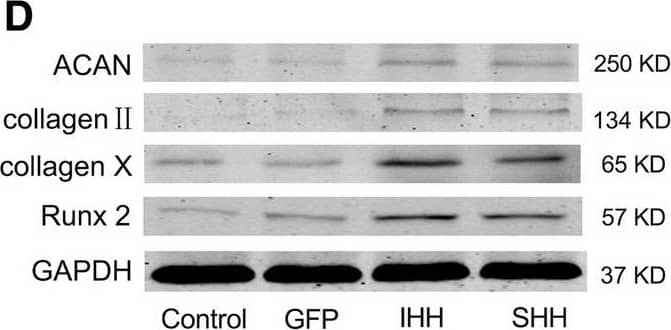 Western Blot: Aggrecan Antibody (BC-3) - BSA Free [NB600-504] - Expression levels of related genes during differentiation induction in the 2D environment. (a) qRT-PCR analysis of Sox9, ACAN & collagen II on days 7, 14 & 21 during induction. (b) qRT-PCR analysis of collagen X, Runx2 & annexin V on days 7, 14 & 21 during induction. The results were normalized to B2M mRNA expression. Values are means ± SD (n = 3). (c) Expression of ACAN, collagen II, collagen X & Runx2 was detected by western blotting on day 10 during induction. (d) Expression of ACAN, collagen II, collagen X & Runx2 was detected by western blotting on day 21 during induction. Significant differences from the control group (non-transfection cells) are indicated by *p < 0.05 or **p < 0.01; differences between IHH & SHH transfection groups are indicated by #p < 0.05 or ##p < 0.01 Image collected & cropped by CiteAb from the following publication (//pubmed.ncbi.nlm.nih.gov/30858866), licensed under a CC-BY license. Not internally tested by Novus Biologicals.