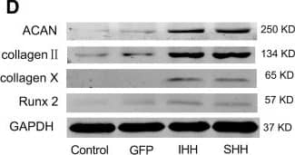 Western Blot: Aggrecan Antibody (BC-3) - BSA Free [NB600-504] - Expression levels of related genes during differentiation induction in the RCCS environment. (a) qPCR analysis of Sox9, ACAN & collagen II on days 7, 14 & 21 during induction. (b) qRT-PCR analysis of collagen X, Runx2, & annexin V on days 7, 14 & 21 during induction. The results were normalized to B2M mRNA expression. Values are means ± SD (n = 3). (c) Expression of ACAN, collagen II, collagen X & Runx2 was detected by western blotting on day 10 during differentiation induction. (d) Expression of ACAN, collagen II, collagen X & Runx2 was detected by western blotting on day 21 during differentiation induction. Significant differences from the control group (non-transfection cells) are indicated by *p < 0.05 or ** p < 0.01; differences between IHH & SHH transfection groups are indicated by #p < 0.05 or ##p < 0.01 Image collected & cropped by CiteAb from the following publication (//pubmed.ncbi.nlm.nih.gov/30858866), licensed under a CC-BY license. Not internally tested by Novus Biologicals.