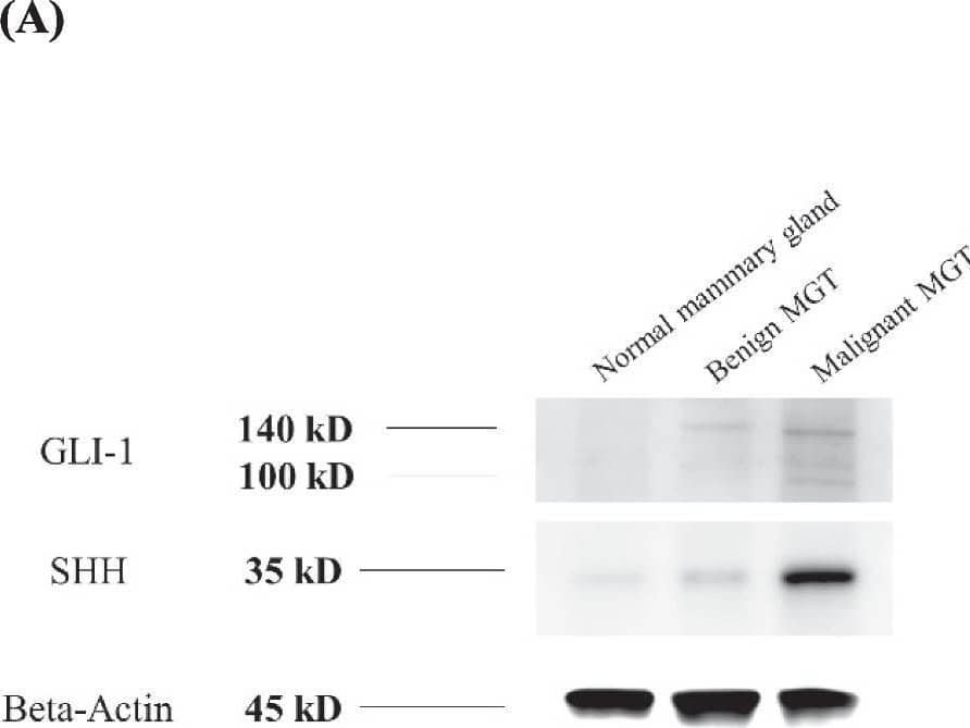 Western Blot GLI-1 Antibody - BSA Free