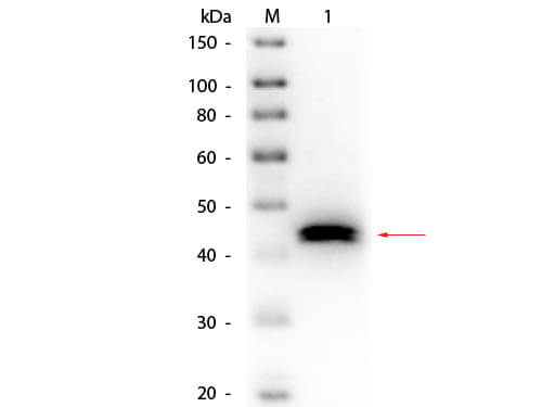 Western Blot of Goat anti-Pepsin Antibody Biotin Conjugated.  Lane 1: Pepsin.  Load: 50 ng per lane. Primary antibody: Goat anti-Pepsin Antibody [Biotin]1:1,000 overnight at 4C. Secondary antibody: HRP Streptavidin 