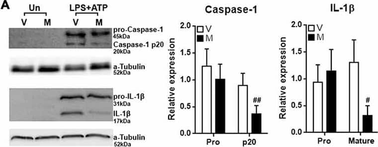 Western Blot: IL-1 beta/IL-1F2 Antibody [NB600-633] - Methylene blue inhibits inflammasome formation in cultured microglia. (A) Expression of Pro-Caspase-1, Caspase-1 p20, pro-IL-1 beta  & mature IL-1 beta  in microglia with or without stimulation in the presence or absence of methylene blue. Left: representative Western blot images. Right: statistics. N = 5 per group. The (B) expression of NLRP3, NLRC4 & Aim2 in microglia. Left: representative Western blot images. Right: statistics. N = 4 per group. (C) Co-immunoprecipitation assay showing the binding of ASC to NLRP3 or NLRC4. Left: representative Western blot images. Right: statistics. Un: no stimulation. LPS+ATP: stimulation with LPS followed by ATP treatment. V: vehicle; M: 500 nM methylene blue. IP: immunoprecipitation with the antibody against indicated protein. IB: detection of indicated protein. To analyze the relative expression of target proteins, the band intensities of target proteins were normalized to corresponding band intensities of  alpha -Tubulin, followed by calculating the expression in other groups relative to “Un (V)” group. N = 4 per group. *p < 0.05; **p < 0.01; ***p < 0.001 in comparison with unstimulated cells of the vehicle group. #p < 0.05; ##p < 0.01 in comparison with stimulated cells of the vehicle group. Image collected & cropped by CiteAb from the following publication (//journal.frontiersin.org/article/10.3389/fncel.2017.00391/full), licensed under a CC-BY license. Not internally tested by Novus Biologicals.