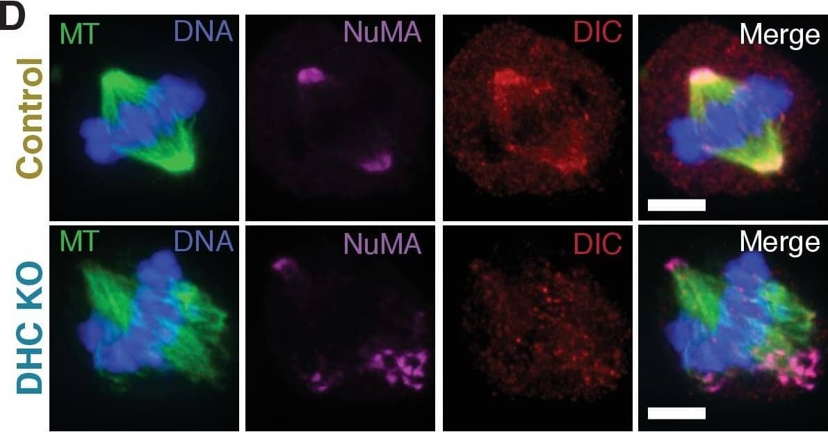NuMA localizes to minus-ends despite dynein inhibition or knockout.(A) Live images of GFP-alpha -tubulin immediately before and after k-fiber ablation at targeted sites (red ‘X’s) in a PtK2 cell in which dynein cargo-binding is inhibited by transfection of the dominant-negative p150-CC1 fragment (Quintyne and Schroer, 2002). Scale bar, 5 μm. (B) Immunofluorescence image of NuMA (magenta) and  alpha -tubulin (yellow) in cell from (A), fixed after ablation. NuMA (arrowheads) localizes to new minus ends. Scale bar, 5 μm. (C) Western blot showing >65% depletion (normalized to  alpha -tubulin) of dynein intermediate chain (DIC) protein at the cell population level after dynein heavy chain (DHC) depletion using inducible-Cas9 DHC-knockout HeLa cells (McKinley and Cheeseman, 2017). DIC depletion has been shown to correlate with DHC depletion (Levy and Holzbaur, 2008). Because knockout was heterogeneous across the population, dynein loss within individual cells chosen for analysis was always verified by immunofluorescence, as in (D), or by spindle phenotype. (D) Immunofluorescence images of inducible DHC-knockout HeLa cells show robust localization of NuMA at minus-ends after DHC knockout, in the absence of dynein (dynein intermediate chain; DIC). Scale bar, 5 μm. (E) Plot of mean normalized GFP-NuMA intensity and SEM (shading) over time at ablation-created minus-ends in HeLa cells with and without dynein deletion (DHC KO). Time = 0 s at the first frame following ablation (‘X’). n = 12 ablations, 7 cells for control; n = 10 ablations, 8 cells for DHC KO. (F) Time from ablation to half maximum GFP-NuMA intensity, calculated for each individual ablation (see Methods) and then averaged for data in (E). Error bars show SEM. Image collected and cropped by CiteAb from the following open publication (//pubmed.ncbi.nlm.nih.gov/29185983), licensed under a CC-BY license. Not internally tested by Novus Biologicals.