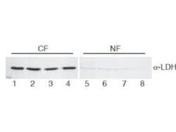 Western Blot of Goat Anti-Lactate Dehydrogenase antibody.  Lane 1-4: HeLa cell extracts cytoplasmic fraction (CF).  Lane 5-8: HeLa cell extracts nuclear fraction (NF). Load: 30 ug per lane. Primary antibody: LDH antibody at 1:400 for overnight at 4C. Secondary antibody: IRDye800(TM) secondary antibody at 1:10,000 for 45 min at RT. Block: 5% BLOTTO/TBST overnight at 4C. Predicted/Observed size: 36.6 kDa, 36 kDa for LDH. Other band(s): None.