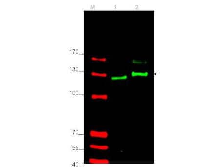 Western blot using affinity purified antibody shows detection of Gli-2 protein. Lane 1: rat testes 