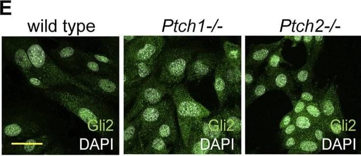 Analysis of Ptch receptor-dependent inhibition of Hh signaling. (A,C,E) Immunocytochemistry detection of Gli3 (A), Gli1 (C) and Gli2 (E) in the wild-type, Ptch1−/−, and Ptch2−/− MEFs. Scale bar 50 μm. (B,D,F) Quantification of the intensity of the nuclear GLI3 (B), GLI1 (D), and GLI2 (F) in wild-type, Ptch1−/−, and Ptch2−/− MEFs. **p ≤ 0.005, ***p ≤ 0.0005, ****p < 0.0001. (G) Western blot showing nuclear (N) and cellular (C) expression of Gli2 (FL = full length and RF = repressor form) in wild-type, Ptch1−/− and Ptch2−/− MEFs. Image collected and cropped by CiteAb from the following open publication (//pubmed.ncbi.nlm.nih.gov/35574464), licensed under a CC-BY license. Not internally tested by Novus Biologicals.