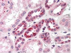  Anti-Notch 2 antibody was diluted 1:500 to detect NOTCH 2 in human kidney tissue. Tissue was formalin fixed and paraffin embedded. No pre-treatment of sample was required. The image shows the localization of antibody as the precipitated red signal, with a hematoxylin purple nuclear counter stain.