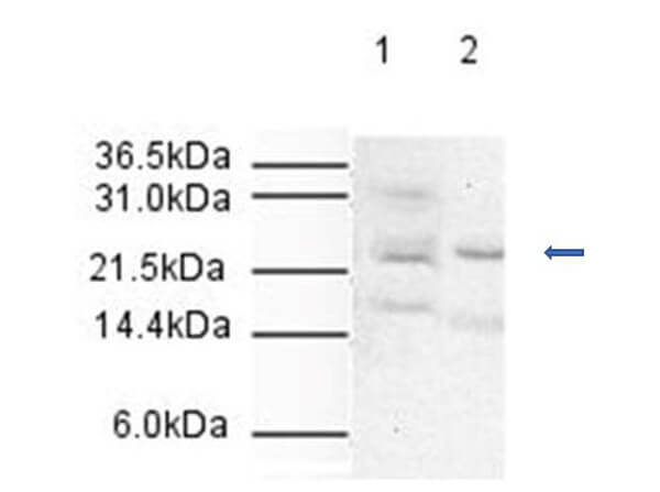 Western Blot of Affinity Purified Rabbit Anti-APC10. Lane 1: HeLa whole cell lysate 