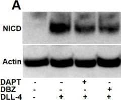 Expression of NICD in human platelets.(A) Immunoblot showing expression of NICD in DLL-4 (15 ug/ml for 10 min)-treated platelets in absence or presence of either DAPT (10 uM) or DBZ (10 uM) or vehicle. (B) Corresponding densitometric analysis of NICD normalised with  beta -actin (n=6). (C, D and E) Immunoblot of NICD expression in either stored or A23187 (1 uM)-treated platelets under conditions as indicated. Data are represented as mean +/- SEM of at least three individual experiments and analyzed by RM one-way ANOVA with Dunnett’s multiple comparisons test.Figure 2—source data 1.Excel sheet shows numerical data of Figure 2.Figure 2—source data 2.Unedited and labelled blots of Figure 2.Figure 2—source data 3.Unedited and unlabelled blots of Figure 2.Excel sheet shows numerical data of Figure 2.Unedited and labelled blots of Figure 2.Unedited and unlabelled blots of Figure 2. Image collected and cropped by CiteAb from the following open publication (//pubmed.ncbi.nlm.nih.gov/36190110), licensed under a CC-BY license. Not internally tested by Novus Biologicals.