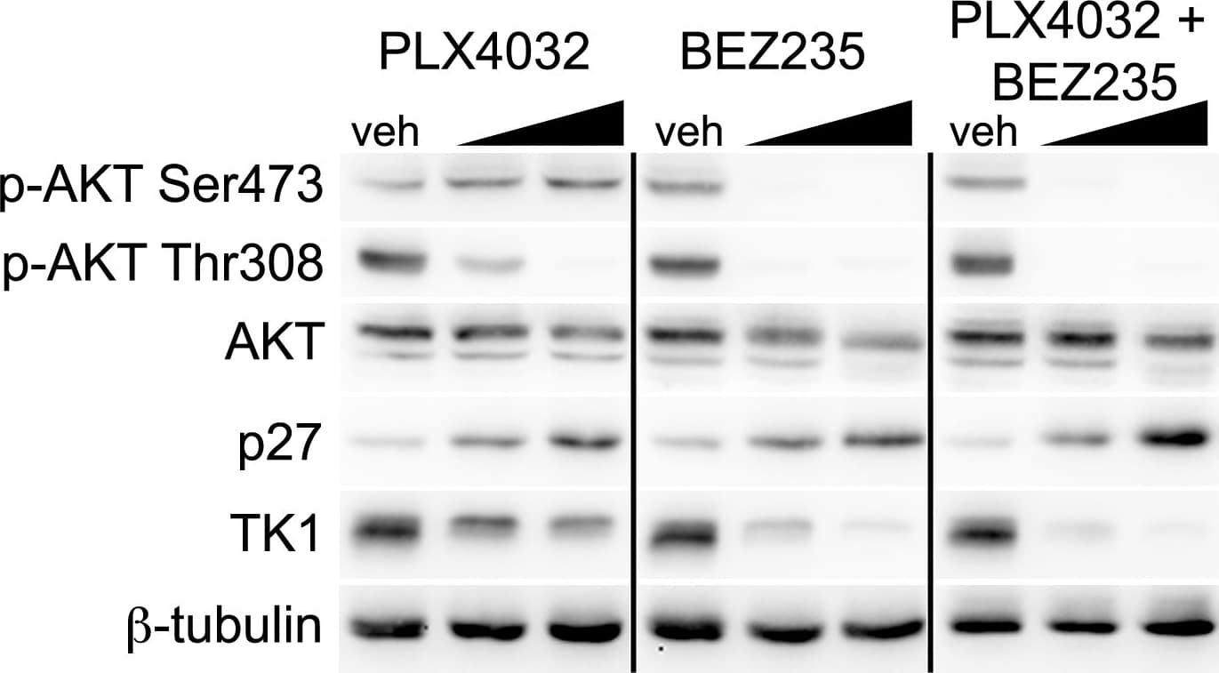 Western Blot: beta Tubulin Antibody - BSA Free [NB600-936] - Dual pathway inhibition regulates TK1 protein levels & results in greater p27 protein levels than single agents alone.Single agent PLX4032 resulted in activation of p-AKT Ser473 following 24 hours of exposure at two concentrations (100 nM, 1 µM). The addition of the dual PI3K/mTOR inhibitor BEZ235 blocks p-AKT Ser473 activation & resulted in a greater increase in p27 protein levels & diminished TK1 protein levels. Image collected & cropped by CiteAb from the following publication (//pubmed.ncbi.nlm.nih.gov/25247710), licensed under a CC-BY license. Not internally tested by Novus Biologicals.