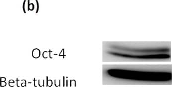 Western Blot: beta Tubulin Antibody - BSA Free [NB600-936] - Expression of pluripotency related markers & a sphere culture of BEAS-2B under normoxia.(a) HIF-2 alpha  expression was detected in the nucleus of BEAS-2B under normoxia by western blotting. Beta tubulin & TATA binding protein (TBP) were used as protein markers for the cytosol & nucleus fraction, respectively. (b) Western blotting for Oct-4. (c) For knockdown of HIF-2 alpha , BEAS-2B cells were transfected with shRNA targeting HIF-2 alpha  & sh-Luc was used as control. (d) Western blotting of Nanog & a culture of BEAS-2B containing floating spheres. Representative result from two or three experiments was presented. Image collected & cropped by CiteAb from the following publication (//pubmed.ncbi.nlm.nih.gov/27373565), licensed under a CC-BY license. Not internally tested by Novus Biologicals.