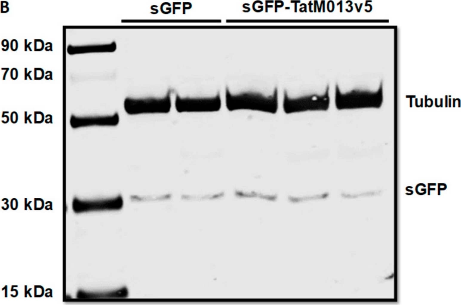 Western Blot: beta Tubulin Antibody - BSA Free [NB600-936] - Expression of AAV transgene before & after experimental autoimmune uveoretinitis (EAU) induction. (A) B10.RIII mice were evaluated by funduscopy one month after an intravitreal injection of AAV delivering sGFP-TatM013v5 or secreted GFP (sGFP). As a control we evaluated mice that received an intravitreal injection of saline. Diffuse fluorescence indicates the secretion of sGFP & sGFP-TatM013v5 in the retina. (B) Western blot from retinas harvested 14 days after IRBP immunization. Membrane was probed with anti-GFP & anti-Tubulin antibodies. Image shows expression of sGFP on both sGFP & sGFP-TatM013v5 retina lysates. (n = 2–3 retina samples from different mice per group). Image collected & cropped by CiteAb from the following publication (//pubmed.ncbi.nlm.nih.gov/31795515), licensed under a CC-BY license. Not internally tested by Novus Biologicals.