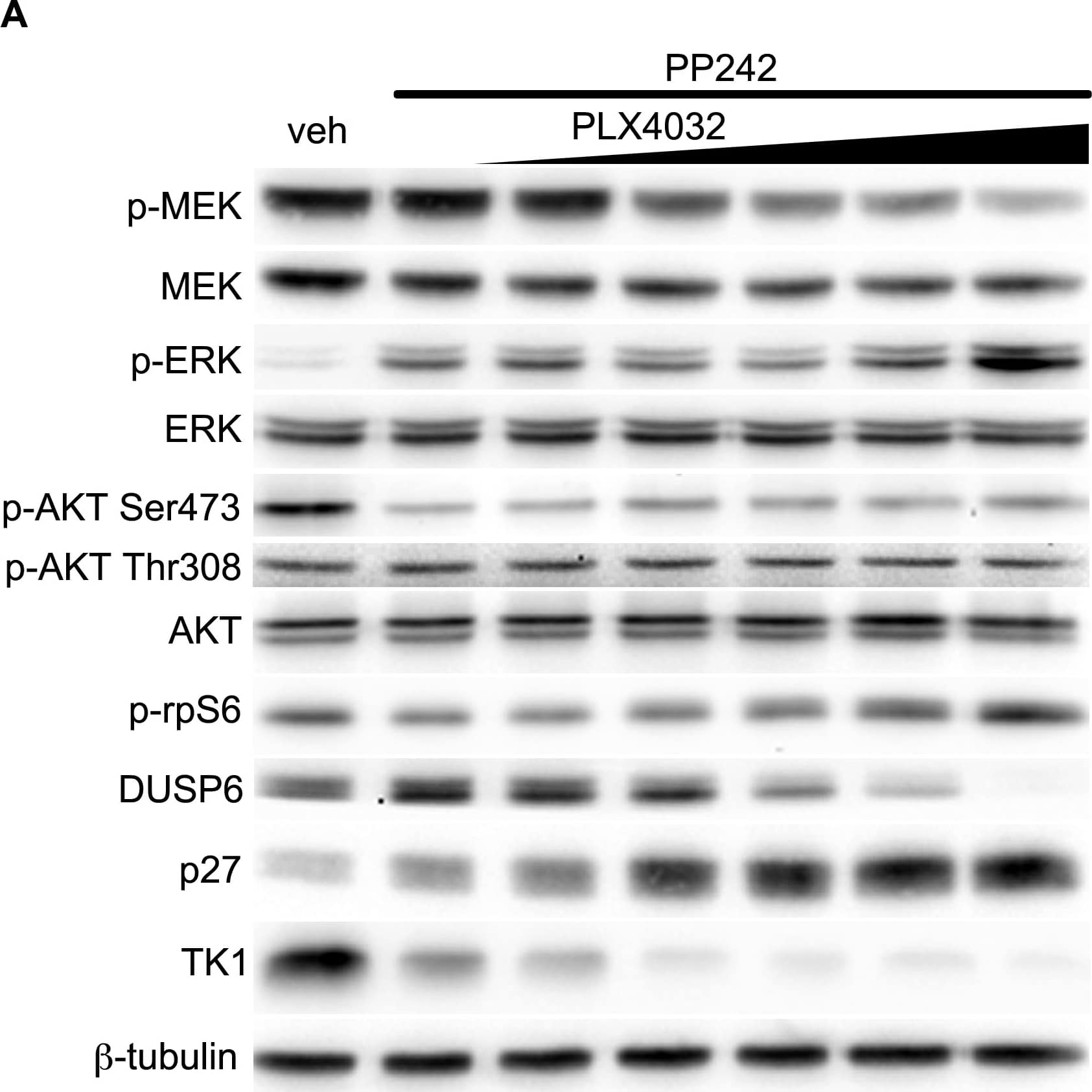 Western Blot: beta Tubulin Antibody - BSA Free [NB600-936] - Combined V600EBRAF & mTOR inhibition results in transcriptional control of TK1 protein levels in COLO 205 cells.(A) Western blot of COLO 205 cells treated with PP242 (250 nM) & increasing PLX4032. Similar to single agent PLX4032, p-MEK, but not p-ERK, was inhibited in a PLX4032-dependent manner. Consistent with mTORC1/mTORC2 inhibition, p-AKT Ser473, but not p-AKT Thr308, was inhibited. Unlike single agent PLX4032, which resulted in concentration-dependent activation of p-rpS6, combined treatment maintained p-rpS6 levels at essentially baseline levels except at the highest PLX4032 concentration. Similarly, DUSP6 levels were inversely related to p-ERK protein levels. With combined mTOR & V600EBRAF blockade, p27 & TK1 protein levels were inversely correlated & dramatically affected by PLX4032 exposure. (B) Similarly, TK1 mRNA was significantly reduced at PLX4032 concentrations as low as 10 nM. (C) Despite elevated p27 protein levels, p27 mRNA was unaffected by combined mTOR-V600EBRAF inhibition. Image collected & cropped by CiteAb from the following publication (//pubmed.ncbi.nlm.nih.gov/25247710), licensed under a CC-BY license. Not internally tested by Novus Biologicals.