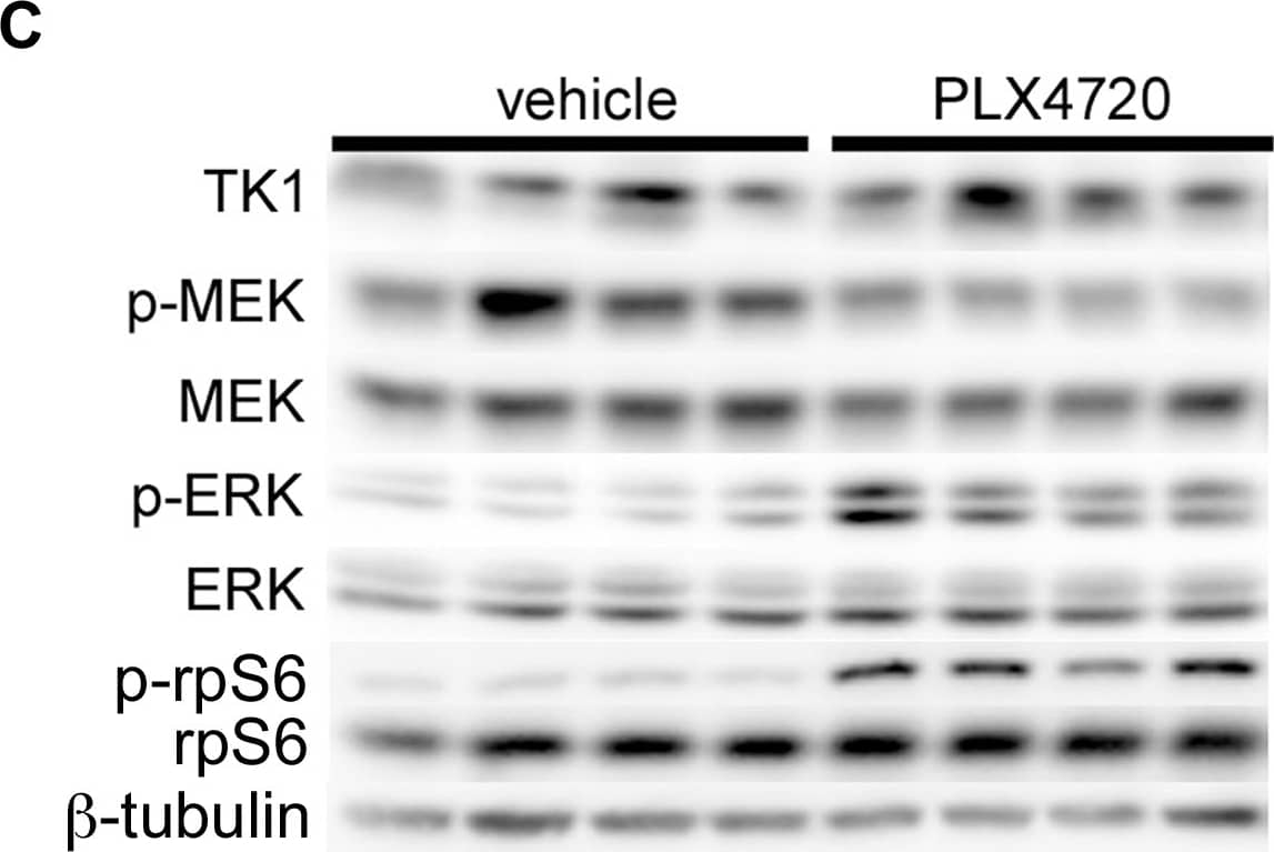 Western Blot: beta Tubulin Antibody - BSA Free [NB600-936] - PLX4720 exposure does not affect [18F]-FLT PET in COLO 205 xenografts, despite evidence of target inhibition & diminished [18F]-FDG uptake.(A) Representative transverse [18F]-FLT & [18F]-FDG PET images acquired after three daily treatments with vehicle or 60 mg/kg PLX4720 (tumor indicated by arrowhead). (B) Quantification of PET data illustrated similar [18F]-FLT uptake in vehicle-treated & PLX4720-treated tumors. Unlike [18F]-FLT PET, PLX4720 exposure elicited a significant reduction in [18F]-FDG uptake (p = 0.0006). (C) Western blot analysis of vehicle- & PLX4720-treated tumor tissue confirmed that PLX4720 had no effect on TK1 protein levels in agreement with [18F]-FLT PET. Target inhibition as measured by p-MEK levels was observed. However, similar to in vitro studies, PLX4720-treated COLO 205 xenografts exhibited elevated p-ERK & p-rpS6 protein levels relative to vehicle controls. Image collected & cropped by CiteAb from the following publication (//pubmed.ncbi.nlm.nih.gov/25247710), licensed under a CC-BY license. Not internally tested by Novus Biologicals.