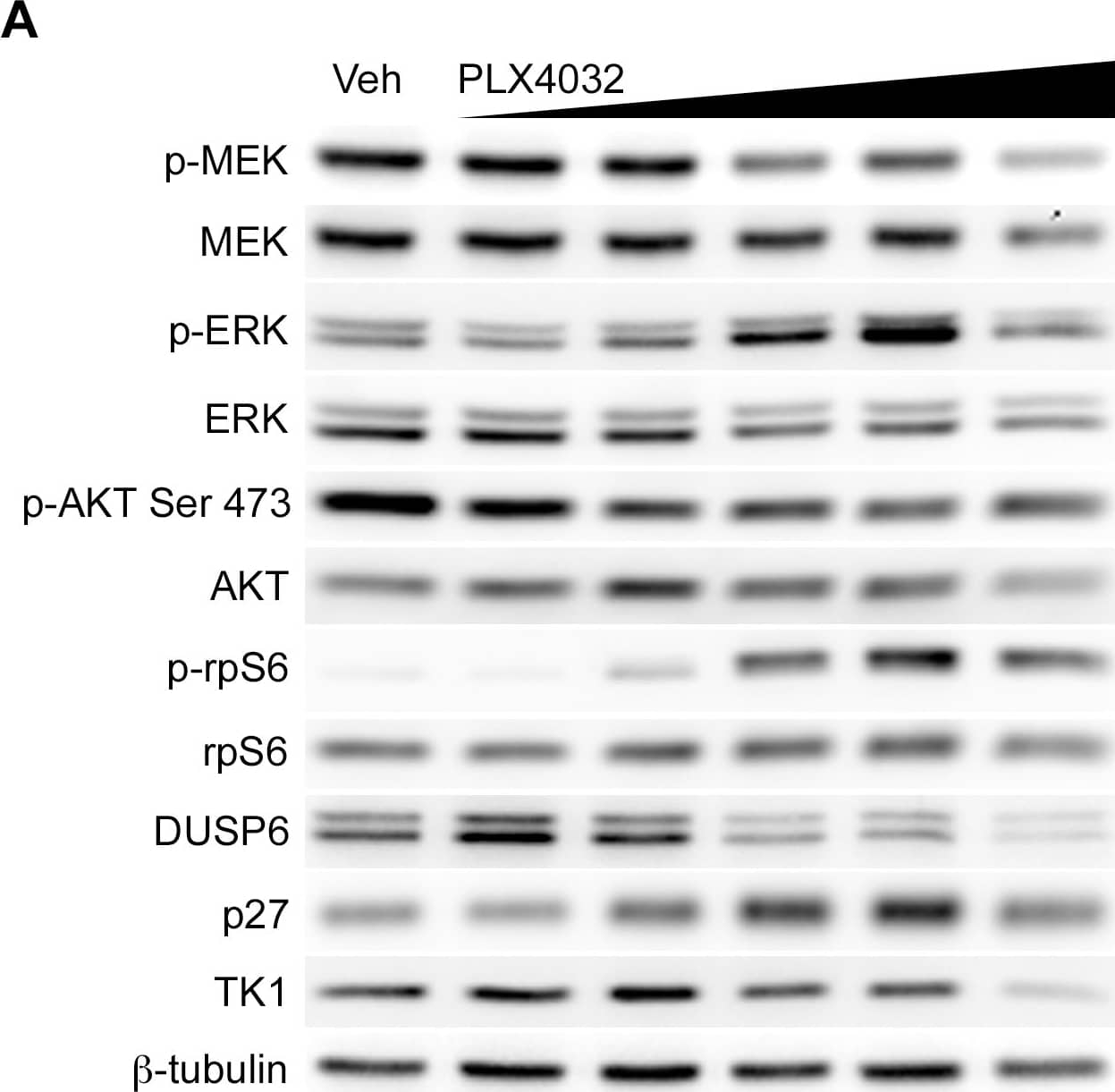 Western Blot: beta Tubulin Antibody - BSA Free [NB600-936] - TK1 protein levels do not reflect p-ERK attenuation following inhibition of V600EBRAF inhibition in COLO 205 cells.COLO 205 cells were collected 48 hours of PLX 4032 exposure at 10 nM, 100 nM, 500 nM, 1 µM, or 5 µM. (A) Western blot analysis demonstrated target inhibition of p-MEK despite increased p-ERK levels. PI3K-mTOR signaling was elevated in a PLX 4032-dependent manner as exhibited by a steady rise in p-rpS6 levels. The ERK-phosphatase DUSP6 decreased in conjunction with mTOR signaling & was inversely proportional to p-ERK levels. A slight increase in p27 levels were observed concomitantly with only modest changes in TK1 levels, except at the highest dose of PLX4032. (B) Decreased TK1 mRNA levels were observed at all drug concentrations above 10 nM (p<0.05). Image collected & cropped by CiteAb from the following publication (//pubmed.ncbi.nlm.nih.gov/25247710), licensed under a CC-BY license. Not internally tested by Novus Biologicals.