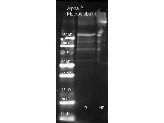  Goat anti Alpha-2-Macroglobulin antibody ( lot 20172) was used to detect Alpha-2-Macroglobulin under reducing (R) and non-reducing (NR) conditions. Reduced samples of purified target proteins contained 4% BME and were boiled for 5 minutes. Samples of ~1ug of protein per lane were run by SDS-PAGE. Protein was transferred to nitrocellulose and probed with 1:3000 dilution of primary antibody (ON 4 C in ). Detection shown was using Dylight 649 conjugated Donkey anti goat ( lot 20834 1:10K in TBS/) 1 hr RT. Images were collected using the BioRad VersaDoc System.