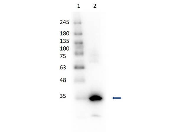 Western Blot of Carbonic Anhydrase I/CA1 Antibody [HRP]. Lane 1: Opal Prestained Molecular Weight 