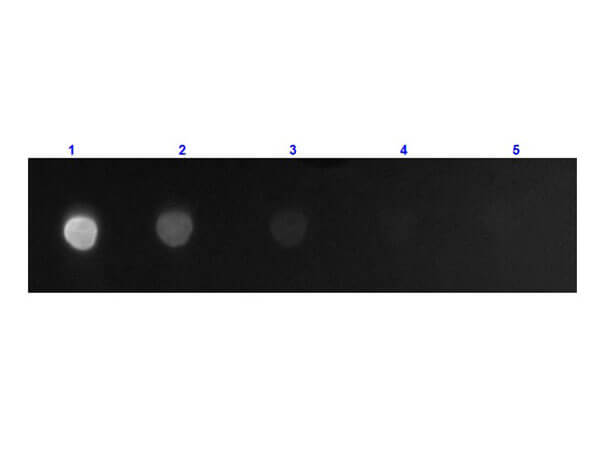 Dot Blot results of Goat Goat F(ab')2 anti-Mouse IgG Fc Secondary Antibody [FITC] (Pre-adsorbed). Dots are Mouse F(c) at (1) 100ng, (2) 33.3ng, (3) 11.1ng, (4) 3.70ng, (5) 1.23ng. blocking for 60 min at RT. Primary Antibody: none. Secondary Antibody: Goat F(ab')2 Anti-Mouse IgG F(c)Antibody FITC at 1ug/mL for 1hr at RT. Imaged with BioRad ChemiDoc, FITC filter.