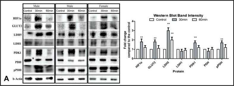 Western Blot: Rabbit anti-Mouse IgG (H+L) Secondary Antibody [Biotin] [NB720-B] - (A) Western blot images & band densitometry analysis of levels of proteins involved in anaerobic metabolism, as assessed in mouse liver before & after administration of amifostine. Bars show standard deviation & asterisks refer to p-values (*p < 0.05, **p < 0.001). (B) Confocal immunofluorescent microscopy after staining with anti-PDK1/red antibody showing increased cytoplasmic expression in mouse hepatocytes from 0 (i) to 30 min (ii) & regression thereafter (iii). Double immunostaining with PDH/red & phosphorylated pPDH/green (iv), showed an intensification of the expression of the inactive pPDH form of the enzyme 30 min (v) following amifostine injection & trend for restoration of normal PDH levels at 60 min (vi). Confocal immunofluorescent microscopy after staining for LDH1/red showed stable levels of expression in mouse hepatocytes (i,ii,iii). In contrast, LDH5/red expression was sharply induced 30 min following amifostine injection & decreased thereafter (iv, v, vi). Similar patterns were noted for GLUT2 expression (i,ii,iii) & for HIF1 alpha  expression (iv,v,iv). (C) Analysis of the fluorescence intensity of confocal microscopy images (from five representative tissue areas for each staining). Bars show standard deviation & asterisks refer to p-values (*p < 0.05, **p < 0.001). (D) mRNA expression levels of LDHA, PDK1 & GLUT2 (three mice for each time point) following exposure to amifostine, as measured with quantitative RT-PCR. Bars show standard deviation & asterisks refer to p-values (**p < 0.001). Image collected & cropped by CiteAb from the following publication (//pubmed.ncbi.nlm.nih.gov/27507219), licensed under a CC-BY license. Not internally tested by Novus Biologicals.