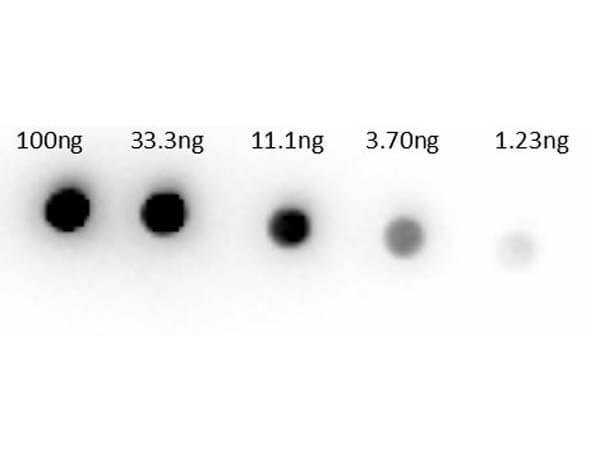 Dot Bot of Rabbit anti-Sheep IgG (H+L) Secondary Antibody [Biotin] (Pre-adsorbed). Lane 1: 100ng. Lane 2: 33.3ng. Lane 3: 11.1ng. Lane 4: 3.7ng. Lane 5: 1.23ng. Primary Antibody: Rb-anti-sheep Biotin at 1ug/mL. Secondary Antibody: Streptavidin HRP S000-03 at 1:40,000. Blocking Buffer: BlockOut for 30 min at RT.