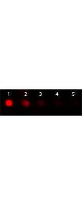 Dot Blot of Donkey anti-Goat IgG Antibody Phycoerythrin Conjugated.  Antigen: Goat IgG.  Load: Lane 1 - 100 ng Lane 2 - 33.3 ng Lane 3 - 11.1 ng Lane 4 - 3.70 ng Lane 5 - 1.23 ng. Primary antibody: none. Secondary antibody: Donkey anti-Donkey anti-Goat IgG (H+L) Secondary Antibody [PE] (Pre-adsorbed)at 1:1,000 for 60 min at RT. Block for 1 HR at RT.