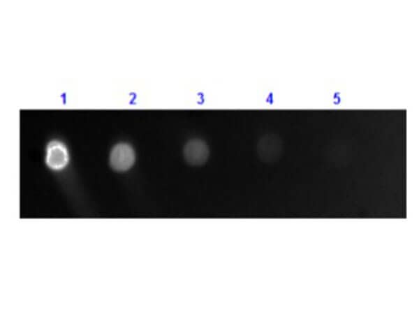 Dot Blot results of Goat Goat anti-Canine IgG (H+L) Secondary Antibody [FITC]. Dots are Dog IgG: (1) 100ng, (2) 33.3ng, (3) 11.1ng, (4) 3.70ng, (5) 1.23ng. Primary Antibody: none. Secondary Antibody: Goat Anti-Dog IgG Antibody FITC at 1ug/mL in 1hr RT. Imaged with BioRad ChemiDoc, Fluorescein filter.