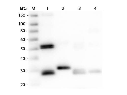 Western Blot of Rabbit anti-Rat IgG (H+L) Secondary Antibody [HRP] 