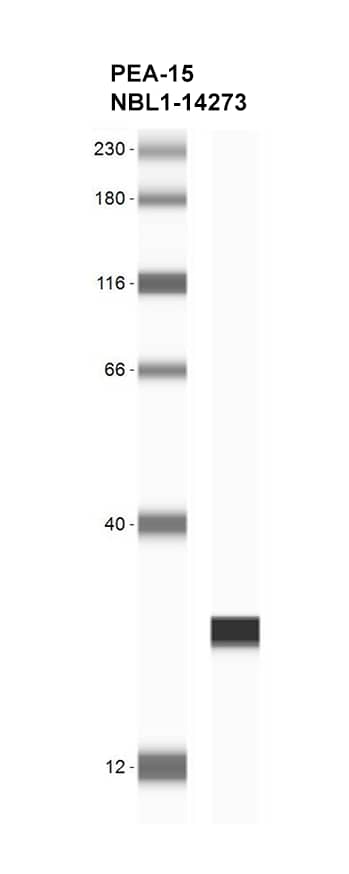 Western Blot: PEA-15 Overexpression Lysate [NBL1-14273] - Western blot validation of overexpression lysate (Cat # NBL1-14273) using anti-DDK antibody (Cat # NBP1-71705). Left: Protein ladder; Right: Cell lysates from HEK293T cells transfected with PEA-15 Human Tagged ORF Clone using transfection reagent PEI.