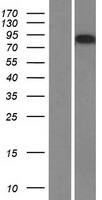 Western Blot:AMOTL2 Overexpression Lysate[NBP2-07075]