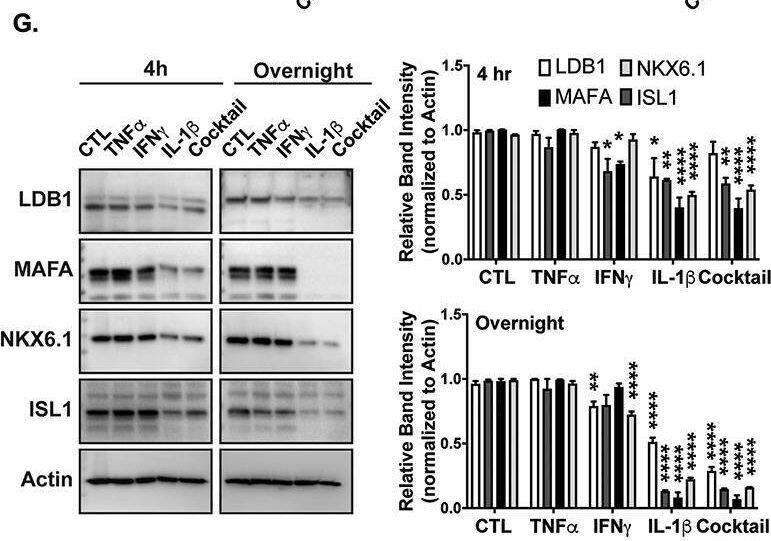 Critical  beta -cell factors are reduced upon cytokine treatment in mouse and human islets. A-F. Relative mRNA quantification of various  beta -cell transcriptional regulator genes (MafA, Pdx1, Nkx6.1, Ldb1, Isl1, and SSBP3, respectively) from primary mouse islets after 4 h culturing with single cytokines (Tnf alpha , Ifn gamma , IL-1 beta ) or a cocktail of each, as compared to PBS vehicle controls (set to 1-fold). 36B4 was used as the housekeeping gene; n = 3–4 for each treatment group. G. Left: LDB1, MAFA, NKX6.1, and ISL1 Western blot with Ins-1 cell extracts after 4 h or overnight treatment with single cytokines, or a cocktail, as compared to control. Actin was included as loading control. Right: Densitometry quantification of 4 h or overnight treated LDB1, MAFA, NKX6.1, or ISL1 Western blot protein levels, normalized to Actin. H. Human islets were treated with a DMSO vehicle or a cytokine cocktail,26,27 then mRNA measured. 18S was used as the housekeeping gene; n = 3. I. Quantification of  beta -cell mRNAs from primary mouse islets after siRNA-mediated Ldb1 knockdown using Gapdh as the housekeeping gene; n = 3. *, P < .05; **, P < .01; ***, P < .001; ****, P < .0001 based on one-way ANOVA or Student’s t-test. Image collected and cropped by CiteAb from the following open publication (//pubmed.ncbi.nlm.nih.gov/34968409), licensed under a CC-BY license. Not internally tested by Novus Biologicals.