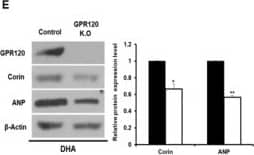 Western Blot: FFAR4/GPR120 Antibody - BSA Free [NBP1-00858] - The expression of corin & ANP was increased in DHA-induced adipocytes. 3T3-L1 cells were exposed to DHA (100 μM) for 2 d in the presence of the differentiation medium. (A–C) The expression of corin & ANP in DHA-induced adipocytes was analyzed by qRT-PCR & Western blotting. The basal delta-Ct levels for tested genes are presented as Supplementary Table S2. ** p < 0.01. (D,E) The expression of corin & ANP was measured in the GPR120 deficient adipocytes treated with DHA by qRT-PCR & Western blotting. * p < 0.05, ** p < 0.01, *** p < 0.001. (F) 3T3-L1 cells were treated with 1 μM TUG-891, a potent GPR120 agonist for 24 h. The corin & ANP expression levels were analyzed by Western blotting. (G) The concentration of ANP was measured in the media derived from the DHA-induced adipocytes using ELISA. ** p < 0.01. The data are shown as the means ± standard deviations from three or more independent experiments. Image collected & cropped by CiteAb from the following publication (//pubmed.ncbi.nlm.nih.gov/31817347), licensed under a CC-BY license. Not internally tested by Novus Biologicals.