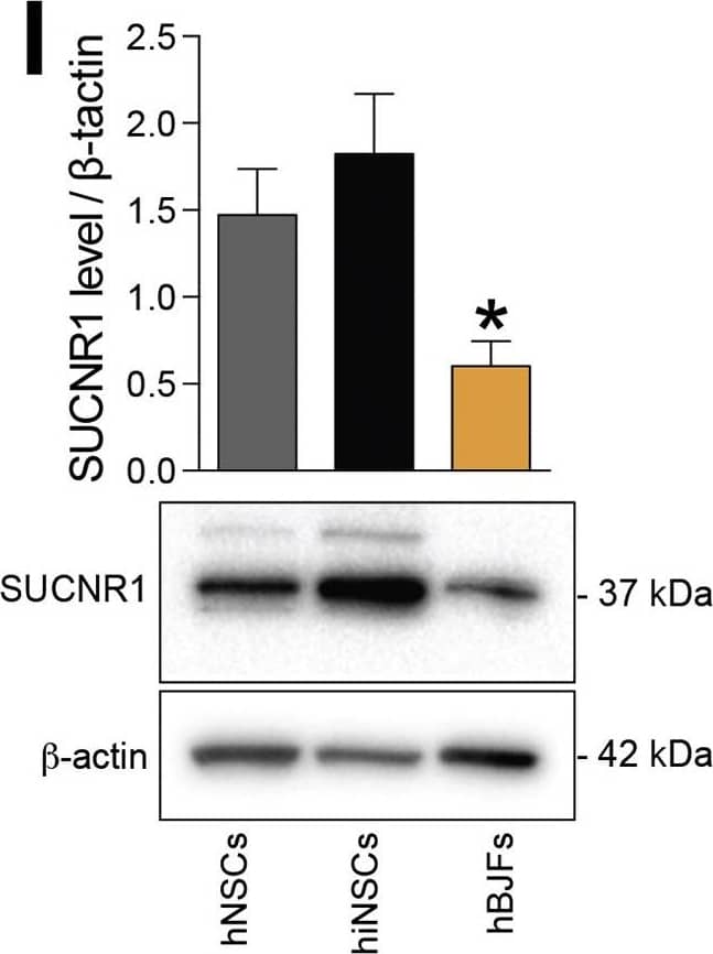 Western Blot: SUCNR1/GPR91 Antibody - BSA Free [NBP1-00861] - Succinate Signals via SUCNR1 in Mouse & Human NSCs(A–C) Representative confocal microscopy images of meningeal perivascular areas with transplanted fGFP+ iNSCs (A) & NSCs (B) expressing SUCNR1 in the brain of a mouse with EAE. The image in (C) shows transplanted SUCNR1+ iNSCs in close vicinity to SUCNR1+/F4/80+ MPs. Nuclei are stained with DAPI.(D) SUCNR1 protein expression relative to  beta -tubulin in vitro. Data are shown as mean (±SEM) of n ≥ 3 independent replicates per condition.(E) Experimental setup for succinate treatment of iNSCs/NSCs in vitro.(F) Intracellular Ca2+ response after treatment with 500 μM succinate (live staining with Fluo-4AM). Representative images (baseline & during stimulation) are pseudocolored with red/blue according to high/low fluorescence intensity. Data are mean changes in fluorescence intensity as  delta F/F0 (±SEM) from n ≥ 3 experiments.(G) Phospho-p38 MAPK (P-p38) & total p38 MAPK (p38) protein expression after succinate treatment. Data are P-p38/p38 expression relative to  beta -tubulin & expressed as mean fold change (±SEM) versus untreated cells over n ≥ 3 independent experiments per condition.(H) qRT-PCR of SUCNR1 basal expression in human cells. Data are normalized on 18S & expressed as mean fold change (±SEM) versus NSCs from n ≥ 3 independent replicates per condition.(I) Representative blot of SUNCR1 basal protein expression in human cells.(J) P-p38 & p38 protein expression after stimulation with succinate ± pre-treatment with the irreversible inhibitor of the human SUCNR1 4c.The scale bars represent 25 μm. ∗p ≤ 0.05 versus 0’. hBJFs, human BJ fibroblasts; ND, not detected. See also Figure S4. Image collected & cropped by CiteAb from the following publication (//pubmed.ncbi.nlm.nih.gov/29478844), licensed under a CC-BY license. Not internally tested by Novus Biologicals.