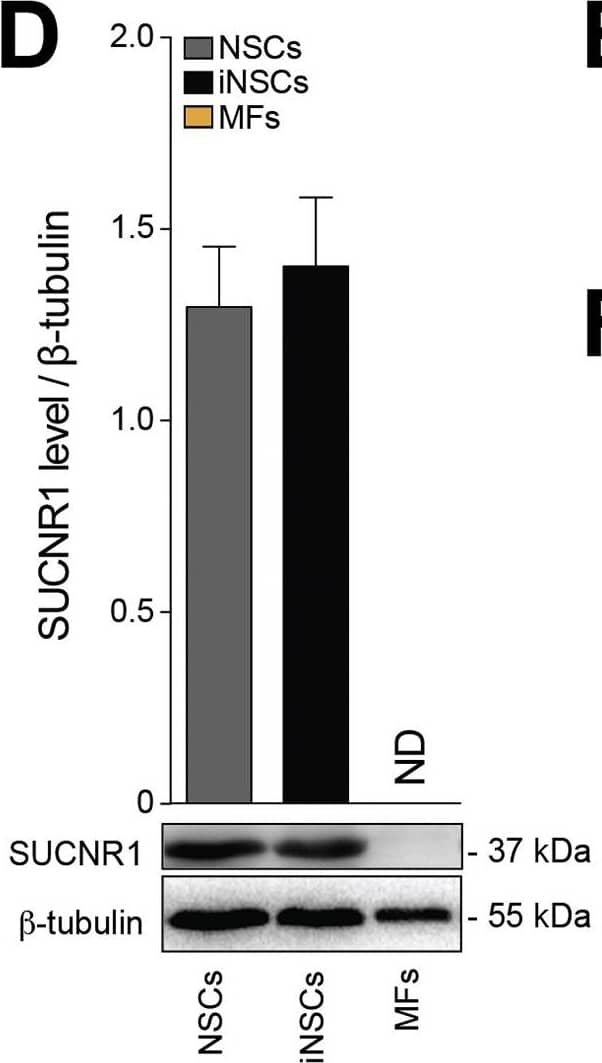 Western Blot: SUCNR1/GPR91 Antibody - BSA Free [NBP1-00861] - Succinate Signals via SUCNR1 in Mouse & Human NSCs(A–C) Representative confocal microscopy images of meningeal perivascular areas with transplanted fGFP+ iNSCs (A) & NSCs (B) expressing SUCNR1 in the brain of a mouse with EAE. The image in (C) shows transplanted SUCNR1+ iNSCs in close vicinity to SUCNR1+/F4/80+ MPs. Nuclei are stained with DAPI.(D) SUCNR1 protein expression relative to  beta -tubulin in vitro. Data are shown as mean (±SEM) of n ≥ 3 independent replicates per condition.(E) Experimental setup for succinate treatment of iNSCs/NSCs in vitro.(F) Intracellular Ca2+ response after treatment with 500 μM succinate (live staining with Fluo-4AM). Representative images (baseline & during stimulation) are pseudocolored with red/blue according to high/low fluorescence intensity. Data are mean changes in fluorescence intensity as  delta F/F0 (±SEM) from n ≥ 3 experiments.(G) Phospho-p38 MAPK (P-p38) & total p38 MAPK (p38) protein expression after succinate treatment. Data are P-p38/p38 expression relative to  beta -tubulin & expressed as mean fold change (±SEM) versus untreated cells over n ≥ 3 independent experiments per condition.(H) qRT-PCR of SUCNR1 basal expression in human cells. Data are normalized on 18S & expressed as mean fold change (±SEM) versus NSCs from n ≥ 3 independent replicates per condition.(I) Representative blot of SUNCR1 basal protein expression in human cells.(J) P-p38 & p38 protein expression after stimulation with succinate ± pre-treatment with the irreversible inhibitor of the human SUCNR1 4c.The scale bars represent 25 μm. ∗p ≤ 0.05 versus 0’. hBJFs, human BJ fibroblasts; ND, not detected. See also Figure S4. Image collected & cropped by CiteAb from the following publication (//pubmed.ncbi.nlm.nih.gov/29478844), licensed under a CC-BY license. Not internally tested by Novus Biologicals.