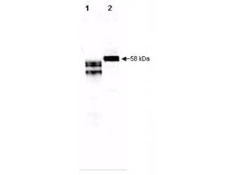 Western blot of Fetuin. Anti-Human Fetuin antibody, generated by immunization with mature protein, was tested by western blot against fetuin in purified preparations and in human plasma. Lane 1 contains 250 ng of purified human fetuin. Lane 2 contains 5 ul of a 1:50 dilution of human serum. Dilution of Anti-Human Fetuin antibody between 1:10,000 and 1:20,000 showed strong reactivity by western blot. In this blot the antibody was used at a 1:10,000 dilution incubated 1 h at room temperature in 1% BSA in TTBS.  Detection occurred using a 1:5,000 dilution of IRDye(TM)800 conjugated Donkey anti-Goat IgG (code # ) for 45 min at room temperature. LICOR's Odyssey(R) Infrared Imaging System was used to scan and process the image. Other detection systems will yield similar results.