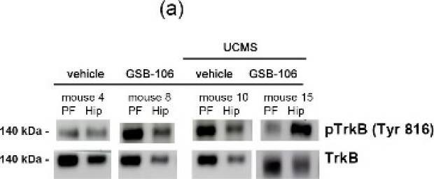 The effect of GSB-106 on the BDNF content and the site-specific phosphorylation of TrkB receptor in the prefrontal cortex and the hippocampus of mice subjected to UCMS. (a) BDNF, (b) pTrkB(Tyr706/707), (c) pTrkB(Tyr816), (d) pTrkB(Tyr515) proteins expression in mice prefrontal cortex and hippocampus. After the completion of UCMS procedure and the compound treatment, mice were decapitated and brain structures were collected. Protein extracts were subjected to polyacrylamide gel electrophoresis and transferred for Western blotting. Blots were probed with anti-BDNF, anti-phosphorylated TrkB antibodies and then reprobed with anti-TrkB antibody, anti-a-tubulin antibodies. For every picture, representative images for immunoblots are shown on the top panels, and quantitative data are shown on the bottom panels (red dots on the graphs correspond to mice 4, 8, 10 and 15; dark dots are all mice samples in the group). All data are expressed as mean +/- SEM (n = 3; the significance of intergroup differences was estimated by one-way analysis of the variance (ANOVA), followed by Tukey’s multiple comparisons test). Image collected and cropped by CiteAb from the following open publication (//pubmed.ncbi.nlm.nih.gov/34948177), licensed under a CC-BY license. Not internally tested by Novus Biologicals.