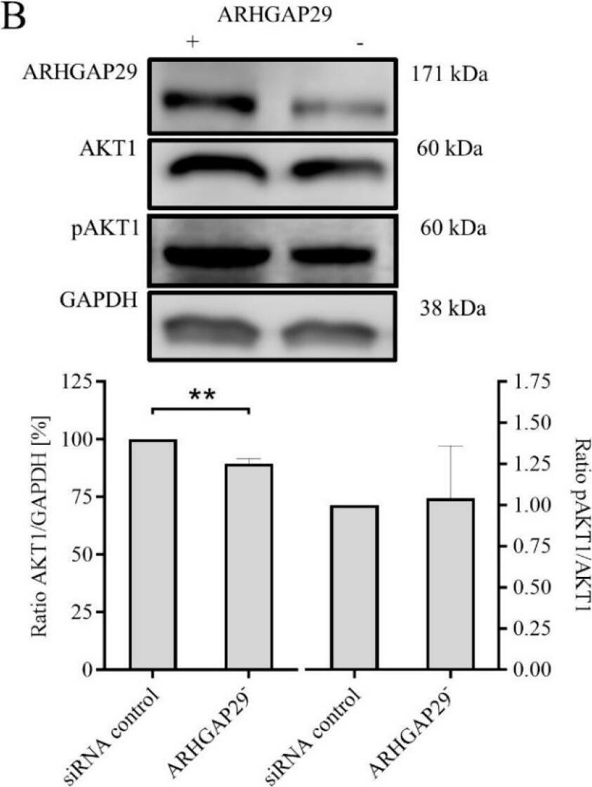 Western Blot PARG1 Antibody - BSA Free