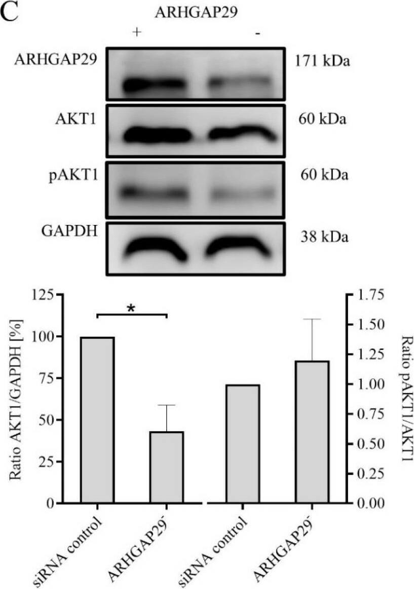 Western Blot PARG1 Antibody - BSA Free
