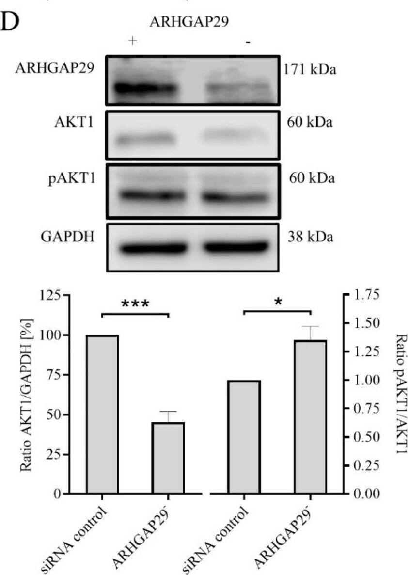 Western Blot PARG1 Antibody - BSA Free