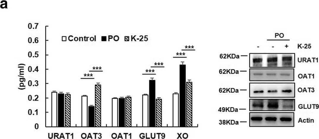 Inhibition of PO-induced hyperuricemia by K-25. LLC-PK1 cells were stimulated with PO (0.25 mM) with or without pretreatment with K-25 (0.5 mg/mL). a After 24 h of incubation, OAT1, OAT3, URAT1, GLUT9, and XO were measured using an immunoblot assay. b LLC-PK1 cells were incubated with K-25 for 24 h, and the intracellular levels of OAT3 and GLUT9 transporters were analyzed using immunofluorescence analysis. Scale bar = 50 μm. c Effect of K-25 on XO inhibition activity. Values are represented as means +/- SEM, *p < 0.05, versus the allopurinol group. The statistical significance (*p < 0.05, **p < 0.01, ***p < 0.001) was determined using ANOVA with Bonferroni correction Image collected and cropped by CiteAb from the following open publication (//pubmed.ncbi.nlm.nih.gov/30871515), licensed under a CC-BY license. Not internally tested by Novus Biologicals.