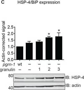 Immunocytochemistry/ Immunofluorescence: GRP78/HSPA5 Antibody - BSA Free [NBP1-06274] - C. elegans granulins impair organismal fitness & resistance to ER stress.(A) Wild-type (N2) & pgrn-1(-) animals with & without granulin expression were subjected to ER stress with tunicamycin (5 μg / ml). The fraction developing to L4 stage was quantified (n = 50, 3 biological replicates). (B) Wild-type (N2) & pgrn-1(-) animals with & without C. elegans progranulin over-expression (OE) were subjected to ER stress with tunicamycin (5 μg / ml). The fraction developing to L4 stage was quantified (n = 50, 3 biological replicates). (C) Total worm lysates from synchronized day 1 adult granulin-expressing animals were immunoblotted with an anti-HSP-4/BiP antibody (3 biological replicates). Anti-actin was used as a loading control. (D) Wild-type & pgrn-1(-) animals with & without granulin expression were staged as embryos. Animals were scored for development to L4 stage (n = 50, 12 biological replicates). (E) Measurement of body length at day 1 adulthood (n = 12). (F) Measurement of short-term associative learning (three biological replicates). The glutamate receptor mutant nmr-1(ak4) was used as a positive control. Throughout, error bars show mean ± SEM, one or two-way ANOVA with post-hoc Tukey multiple comparisons test. Comparisons are to wild-type unless otherwise indicated (*P<0.05, ***P<0.001, ****P<0.0001, ns = not significant, wt = wild-type). Image collected & cropped by CiteAb from the following publication (//pubmed.ncbi.nlm.nih.gov/31398187), licensed under a CC-BY license. Not internally tested by Novus Biologicals.