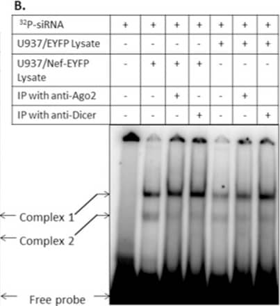 Western Blot: Dicer Antibody [NBP1-06520] - Nef does not affect siRNA loading into RISC, but inhibits its slicing activity.(A) Lysates from the U937 stable cell lines were prepared in Buffer D as described in Materials & Methods. From this, 25 µg of lysate was incubated with 32P-labeled duplex siRNA (without or with 50-fold molar excess of unlabeled siRNA) in binding buffer for 30 min at 4°C. The complexes were separated on a 6% non-denaturing polyacrylamide gel. (B) The gel shift assay was set up as in (A) except that lysates immunodepleted for either Ago2 or Dicer were also included. The positions of the mobility shifted complexes & free probe are indicated. (C) Slicer activity was assayed using immunoprecipitated Ago2 from U937/Nef-EYFP or U937/EYFP cell lysates & a 32P-labeled in vitro transcribed let7a RNA, as described in Materials & Methods. The positions of full-length RNA & the two sliced products are shown. The 59 nt marker oligonucleotide was run on the same gel, but a lower exposure is shown. (D) Densitometric analysis of autoradiograms from three independent experiments was carried out using Image J (version 1.4.1). The slicing activity in Nef-EYFP lysates is represented as a percentage of that in EYFP lysates. Image collected & cropped by CiteAb from the following publication (//dx.plos.org/10.1371/journal.pone.0074472), licensed under a CC-BY license. Not internally tested by Novus Biologicals.